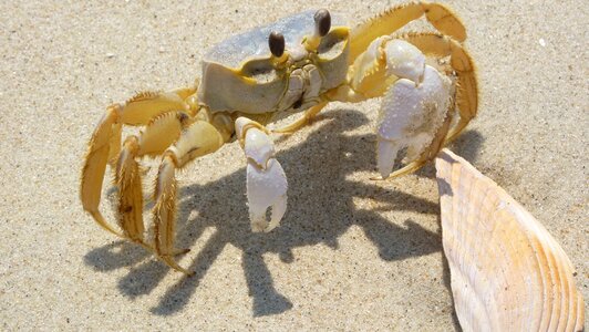 Blue crab shell sand photo