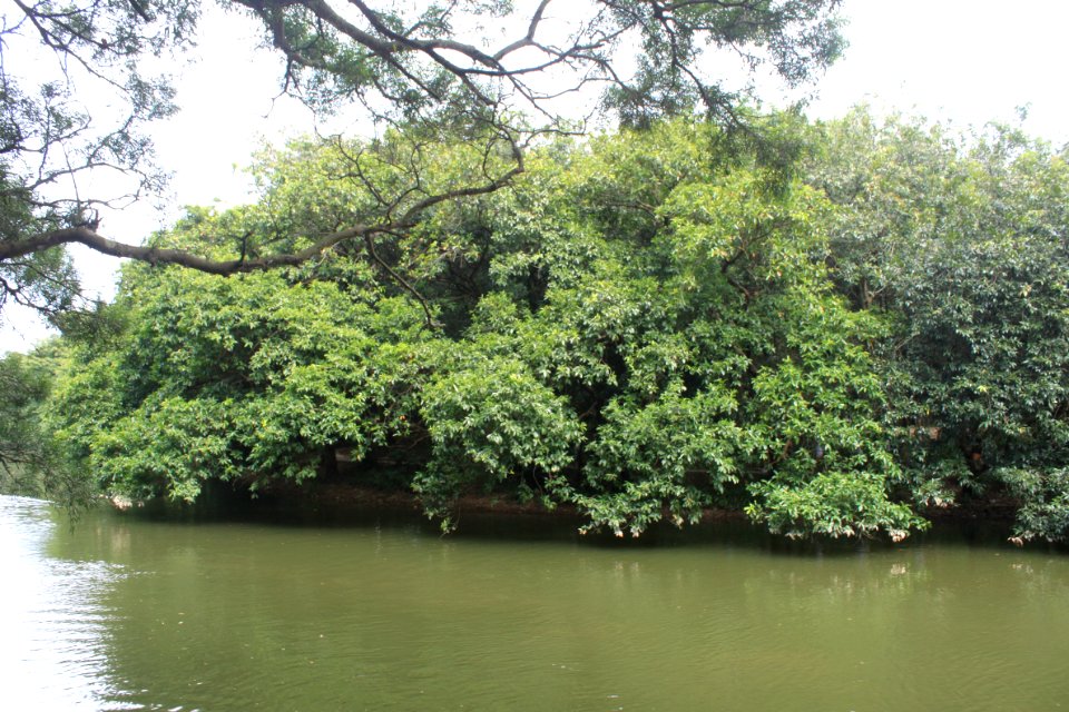 Lake of East Lake Park4