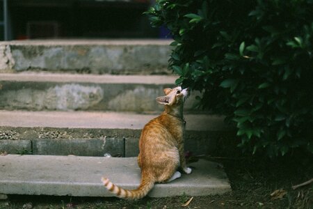 Concrete cute domestic animal