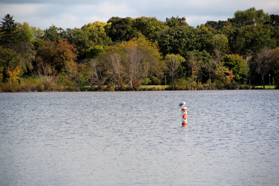 Lake Nokomis gull, Oct 2017