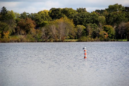 Lake Nokomis gull, Oct 2017