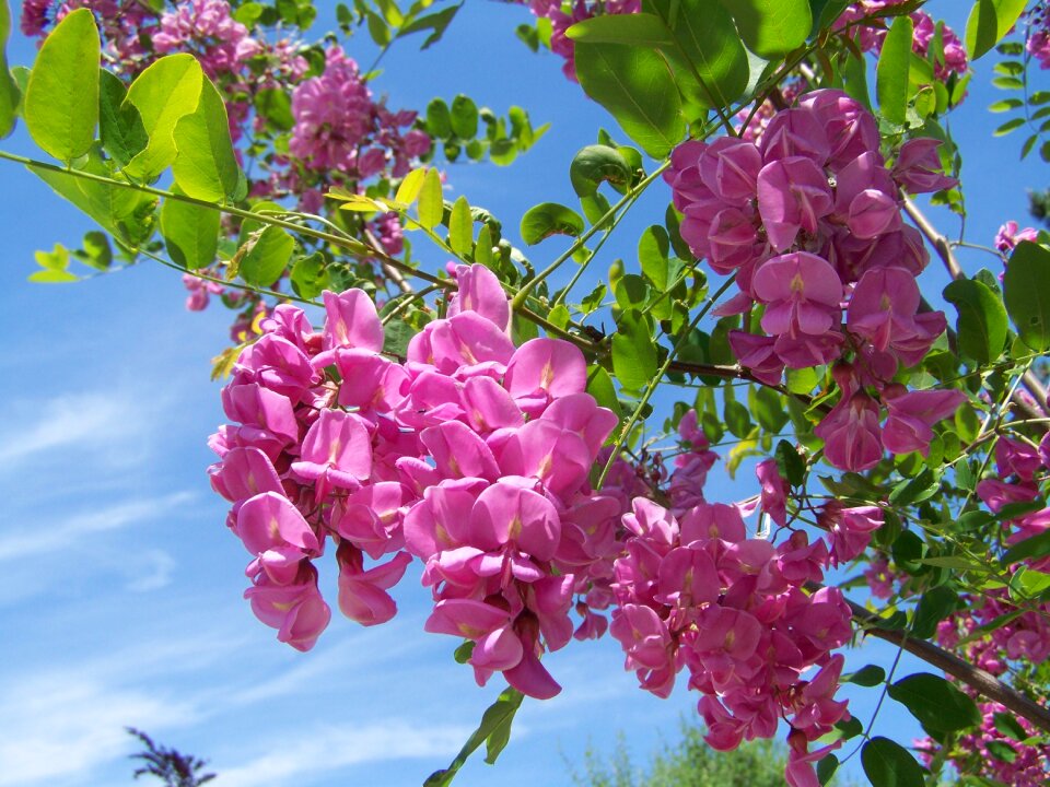 Acacia pink-flowered spring