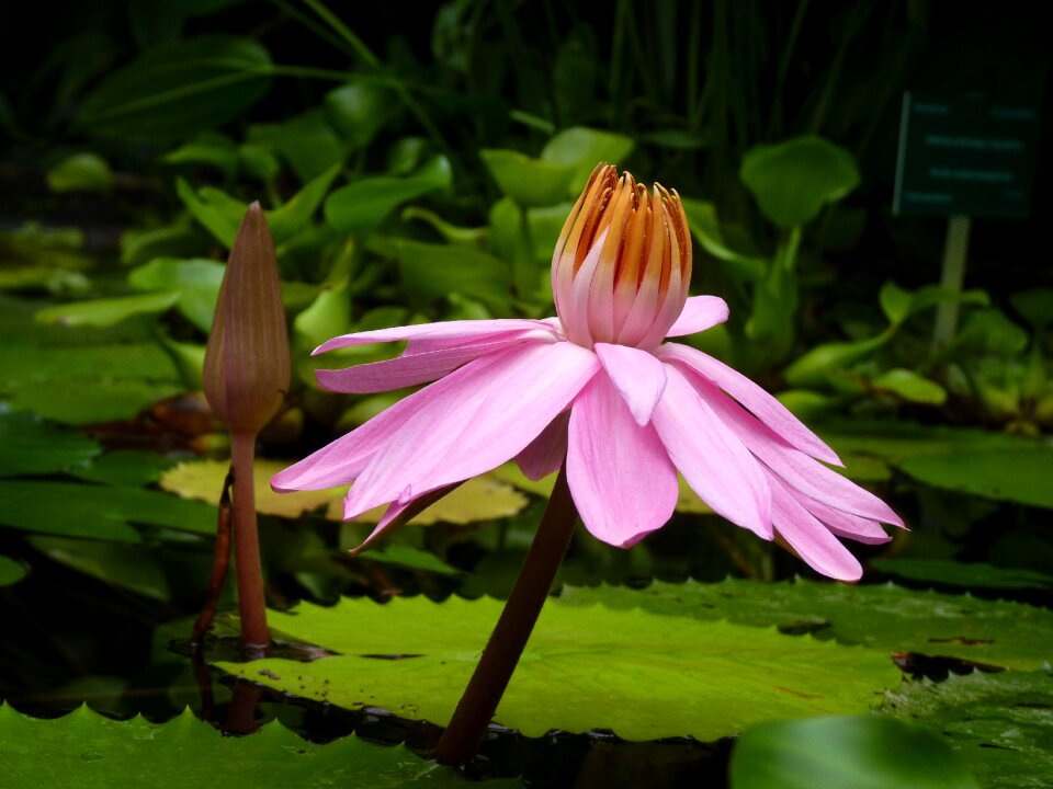 Water plant pond water