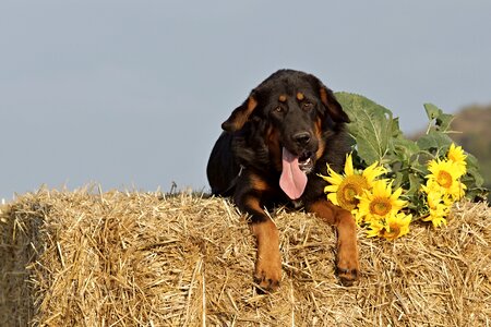 Sunflower summer mastiffs