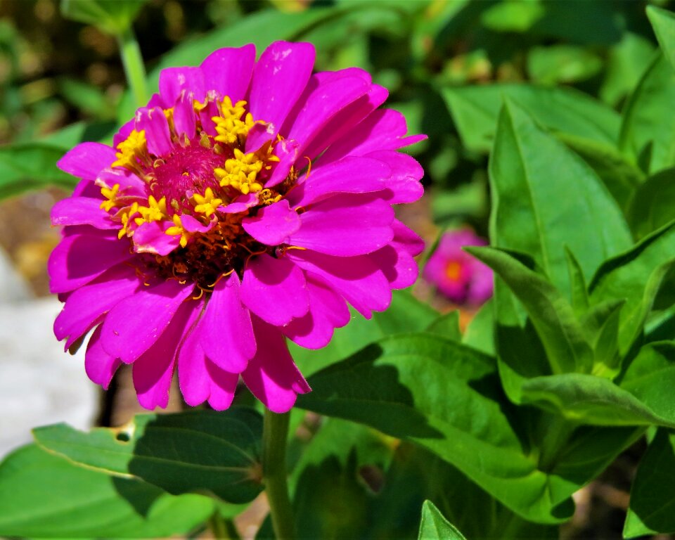 Yellow green garden