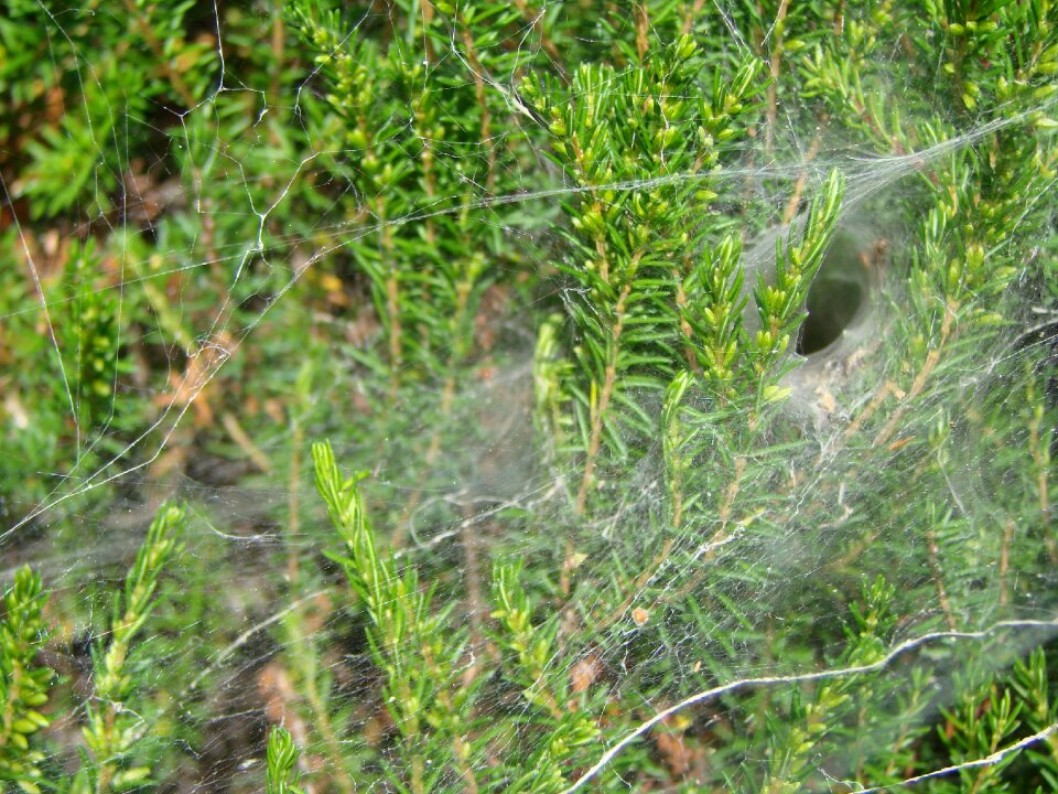 Agelenidae south west of france prey carcasses