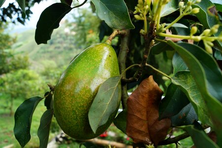 Avocado tree avocado Free photos