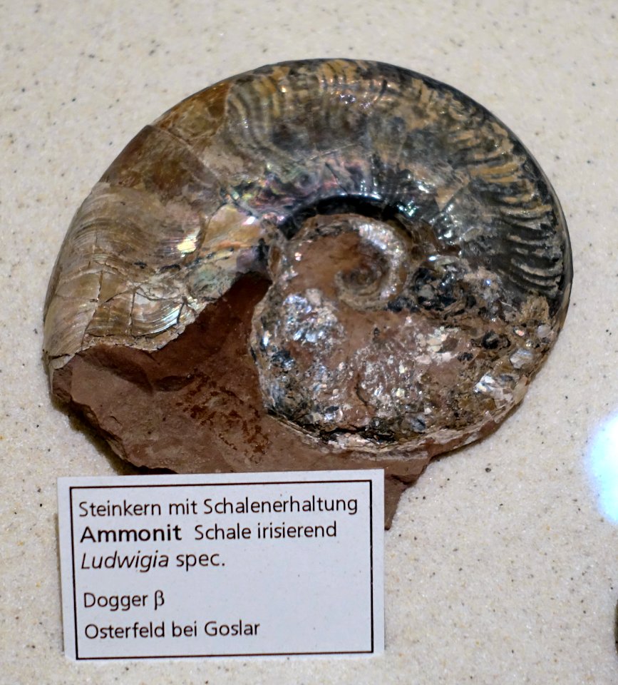 Ludwigia sp. - Naturhistorisches Museum, Braunschweig, Germany - DSC05262