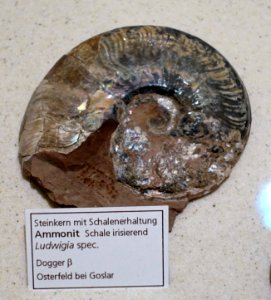Ludwigia sp. - Naturhistorisches Museum, Braunschweig, Germany - DSC05262