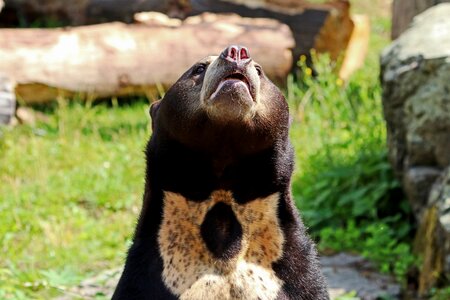 Mammal nature predator