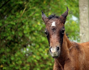 Brown mold thoroughbred arabian horse head photo