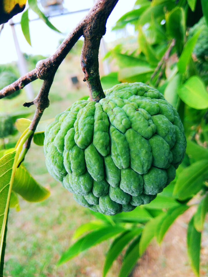 Sweet healthy natural
