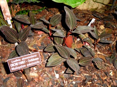 Ludisia discolor (Ludisia dawsoniana) - United States Botanic Garden - DSC09619 photo