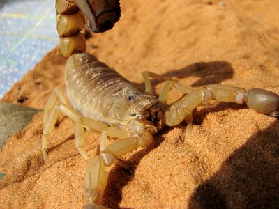 Often fatal yellow scorpion androctonus australis