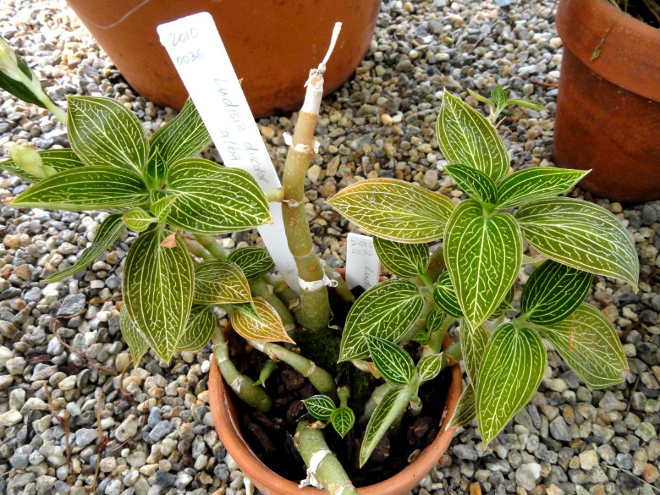 Ludisia discolor - Talcott Greenhouse - Mount Holyoke College - DSC04513