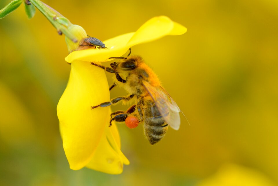 Bloom honey bee insect