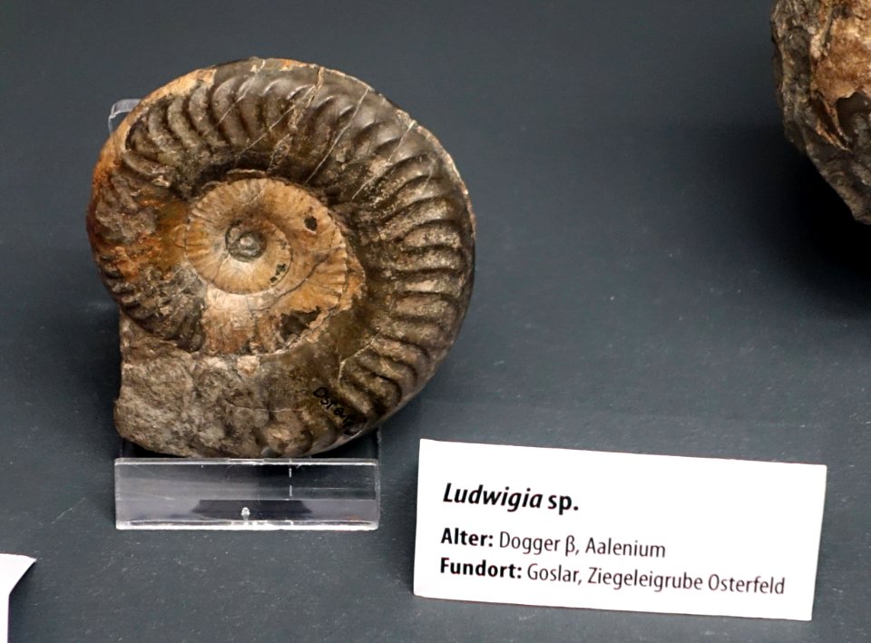 Ludwigia sp. - Naturhistorisches Museum, Braunschweig, Germany - DSC05144