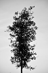 Vertical black and white botany