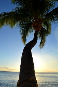 Coconut tree sea photo