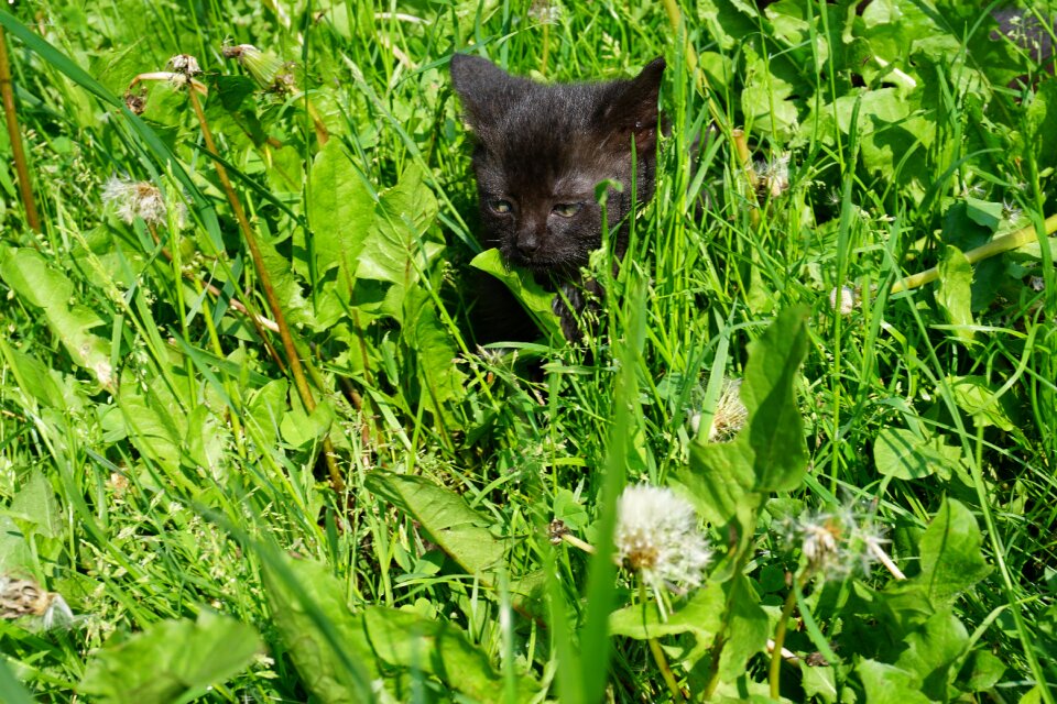 Meadow young cat grass