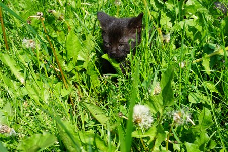 Meadow young cat grass