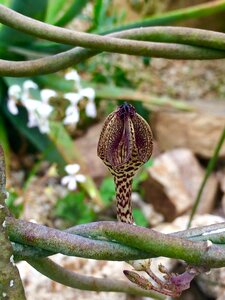 Nature flower garden