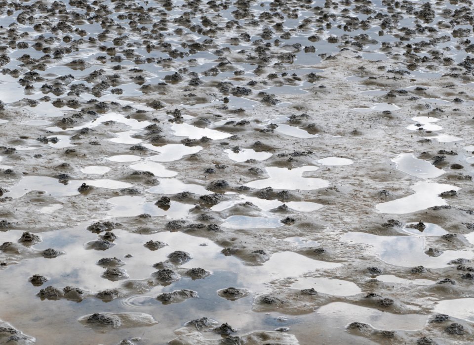 Lugworm casts on mudflats of Gullmarsviken, Gullmarn 2