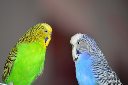 Parakeets pets animal world photo