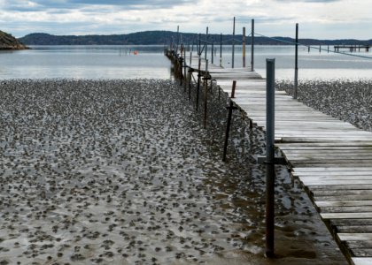 Lugworm casts and jetty on mudflats of Gullmarsviken, Gullmarn 1