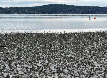 Lugworm casts on mudflats of Gullmarsviken, Gullmarn 1
