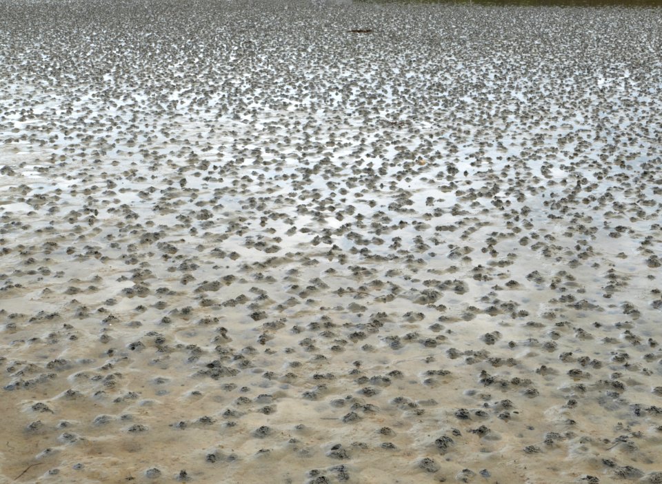 Lugworm casts on mudflats of Gullmarsviken, Gullmarn 3
