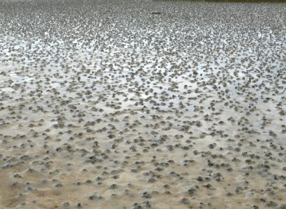 Lugworm casts on mudflats of Gullmarsviken, Gullmarn 3