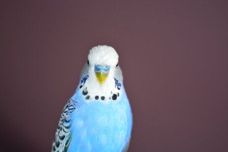 Parakeets pets animal world