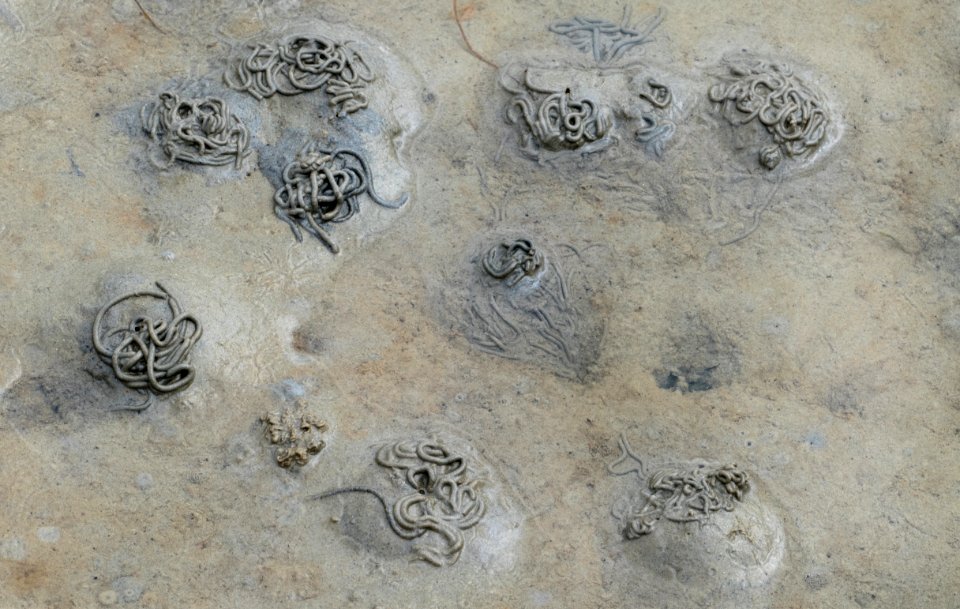 Lugworm casts on mudflats of Gullmarsviken, Gullmarn 4