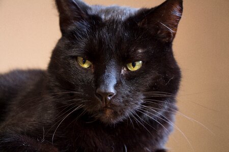 Domestic cat focused cat's eyes