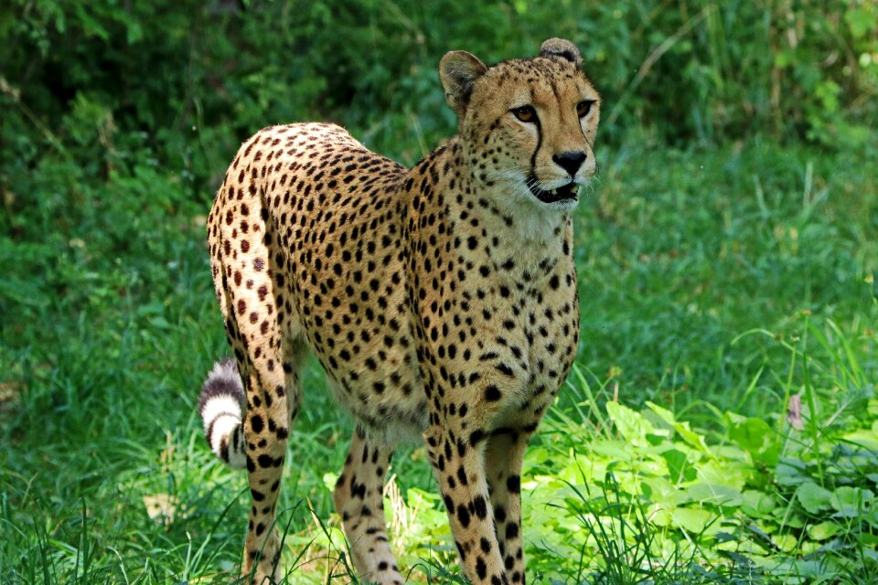 Nature big cat wild animal