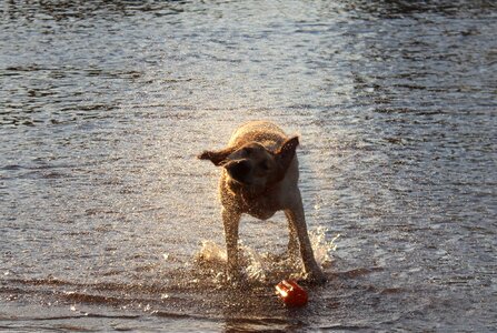Labradore water swimming