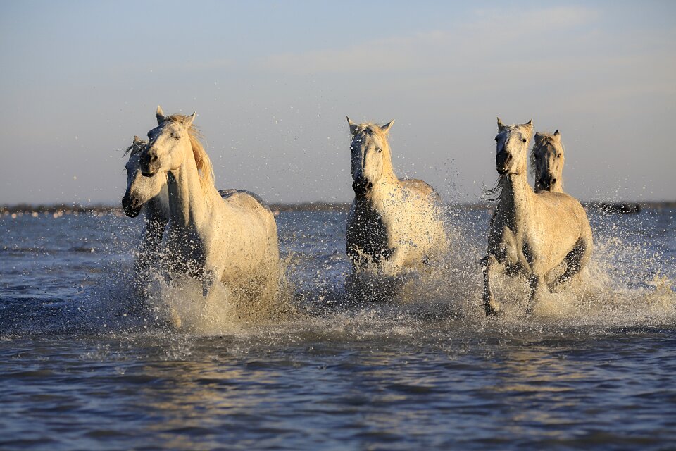 Horseback riding mare nature
