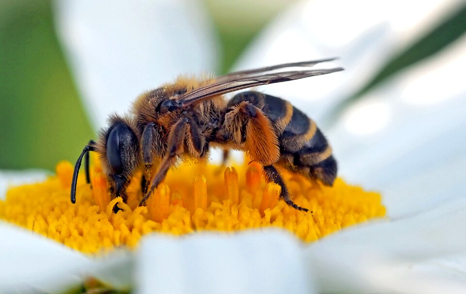 Marguerite bee bees