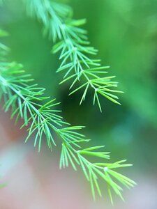 Leaves tree branch