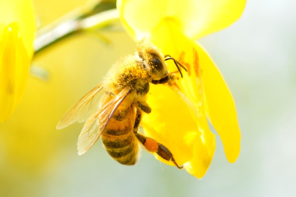 Bloom honey bee insect photo