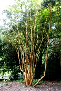Luma apiculata - Trebah Garden - Cornwall, England - DSC01674