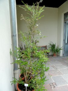 Luma apiculata - Palmengarten Frankfurt - DSC01972