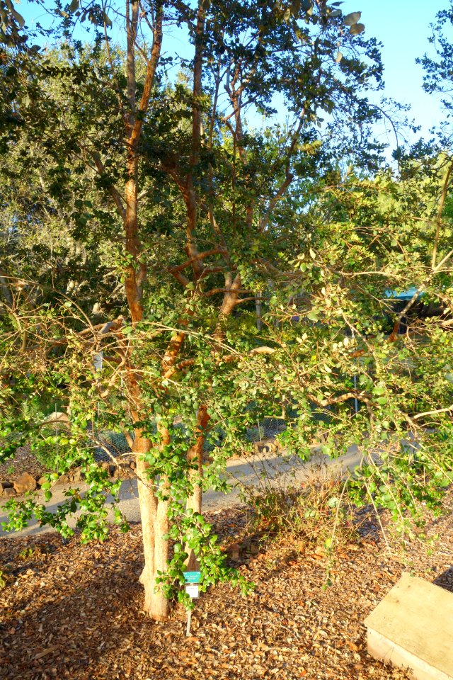 Luma apiculata - San Luis Obispo Botanical Garden - DSC05993