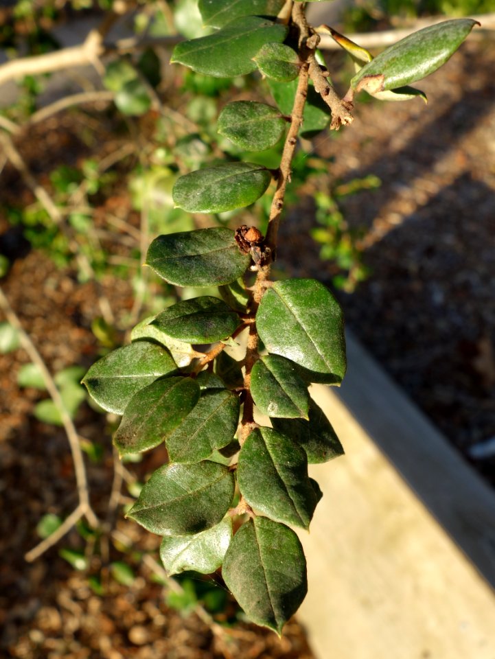Luma apiculata - San Luis Obispo Botanical Garden - DSC05994