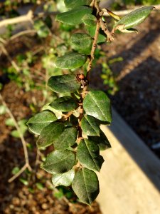 Luma apiculata - San Luis Obispo Botanical Garden - DSC05994