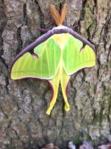 Luna Moth Durham NC