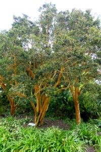 Luma apiculata - Glendurgan Garden - Cornwall, England - DSC01754