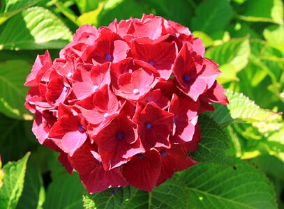 Blossom bloom red flower photo