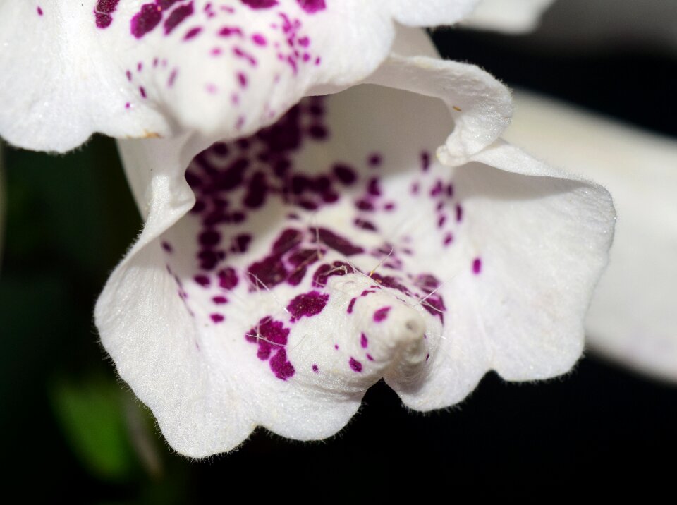 Flower nature medicinal plant